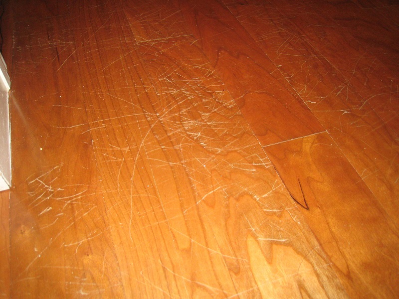 The Best Flooring For Dogs Looking, How To Protect Laminate Floors From Dog Scratches