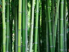 Bamboo is suitable for the production of floor coverings